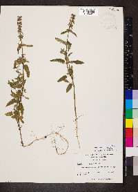 Stachys floridana image