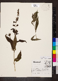 Stachys hispida image