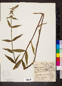 Stachys palustris image