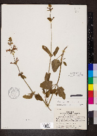 Stachys coccinea image