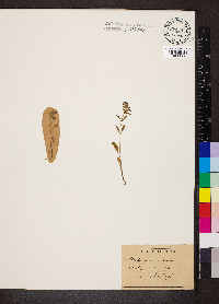 Stachys annua image