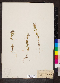 Stachys annua image