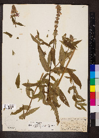 Stachys palustris image