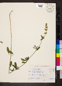 Stachys recta subsp. recta image