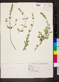 Stachys recta subsp. recta image