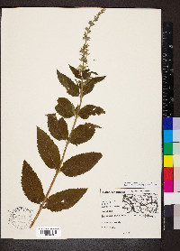 Teucrium canadense var. canadense image