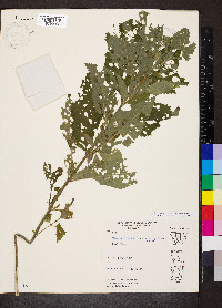Teucrium canadense var. canadense image