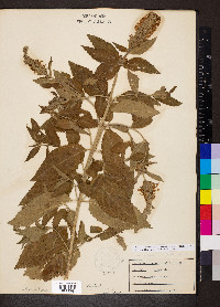 Teucrium canadense var. occidentale image