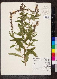 Teucrium canadense var. occidentale image