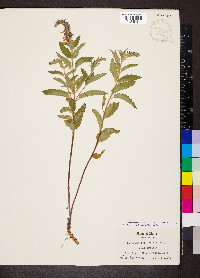 Teucrium canadense var. occidentale image