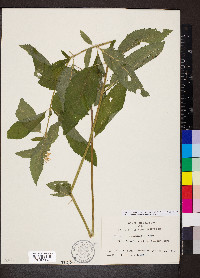 Teucrium canadense var. occidentale image