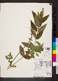 Teucrium canadense var. canadense image