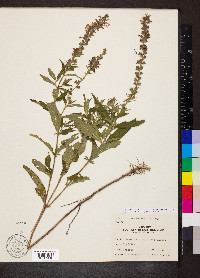 Teucrium canadense var. occidentale image