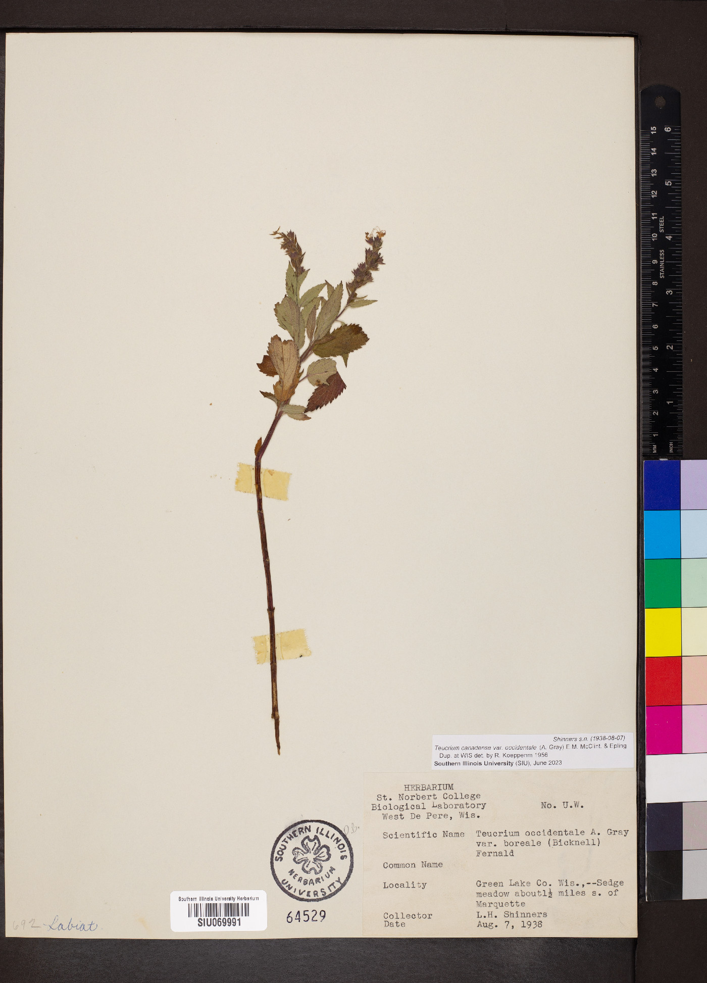 Teucrium canadense var. occidentale image