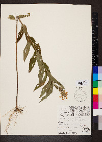 Teucrium canadense var. occidentale image