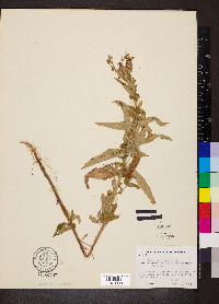 Teucrium canadense var. occidentale image