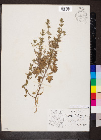 Teucrium cubense image