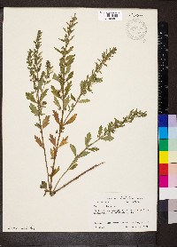 Teucrium cubense image