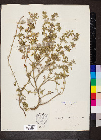 Teucrium botrys image