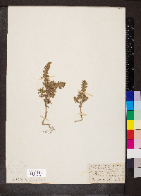 Teucrium botrys image