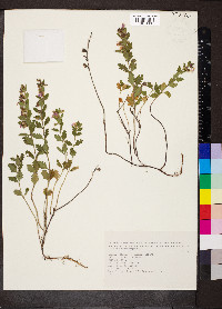 Teucrium chamaedrys image