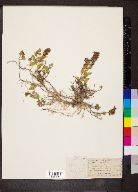 Teucrium chamaedrys image