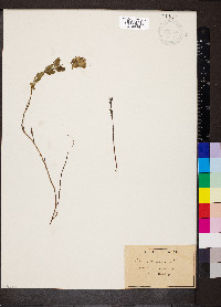 Teucrium chamaedrys image