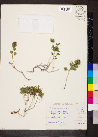 Teucrium chamaedrys image