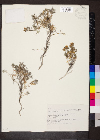 Teucrium montanum image