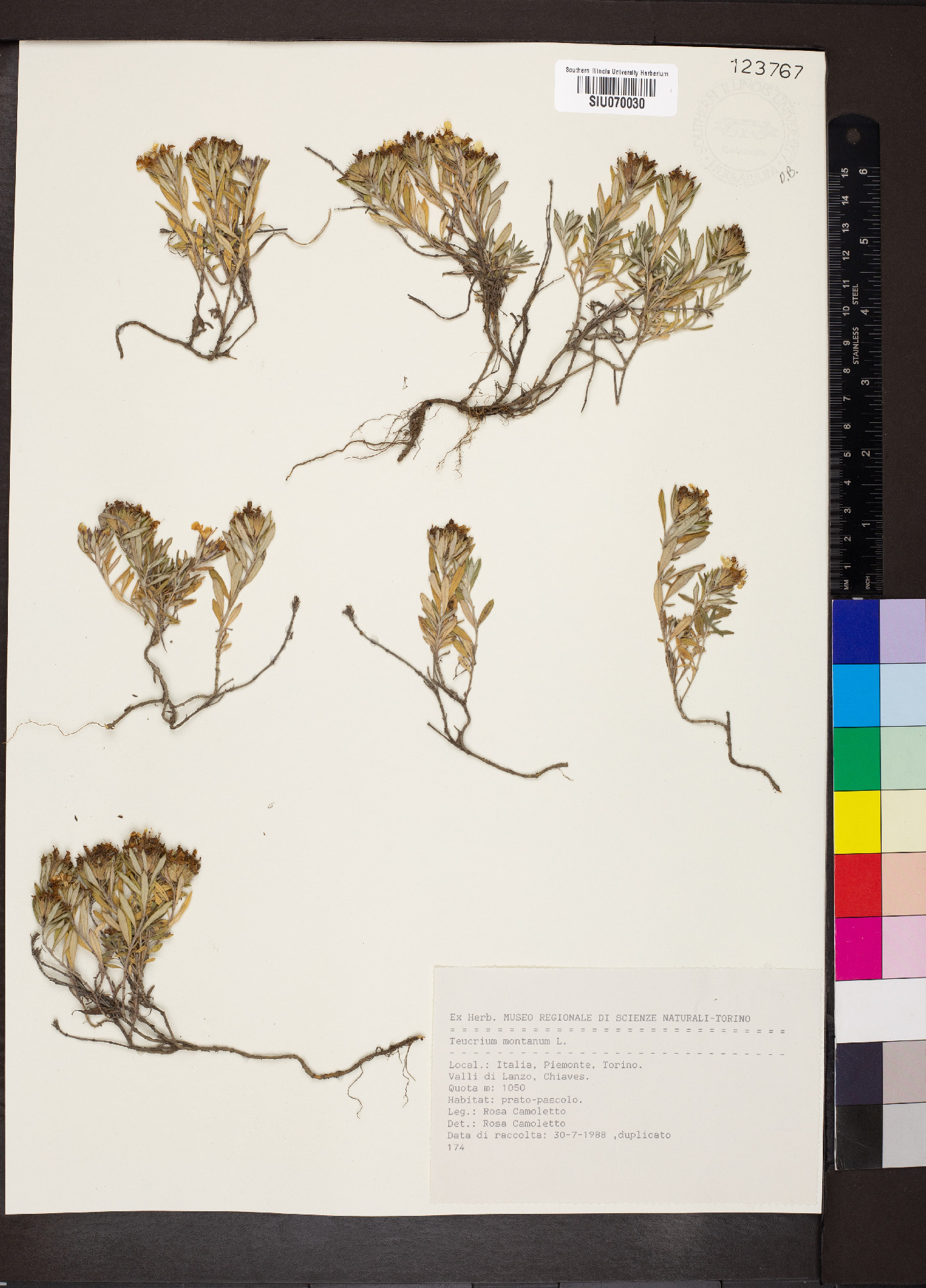 Teucrium montanum image