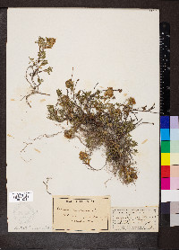 Teucrium montanum image