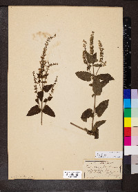 Teucrium scorodonia image