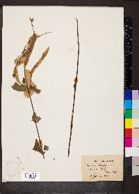 Teucrium scorodonia image