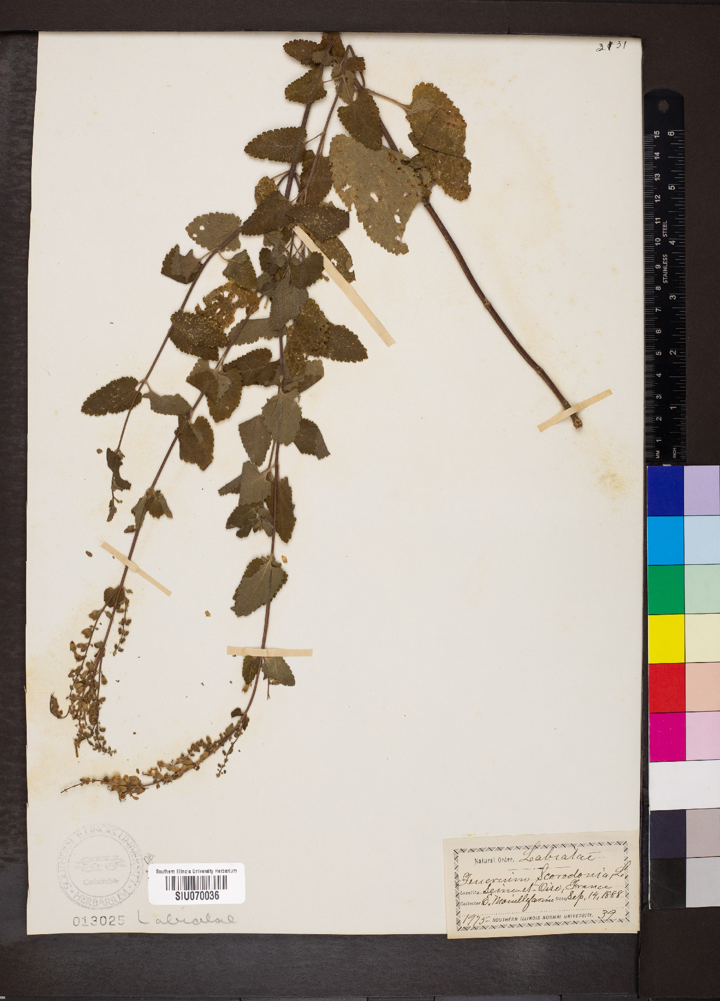 Teucrium scorodonia image