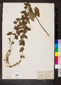 Teucrium scorodonia image