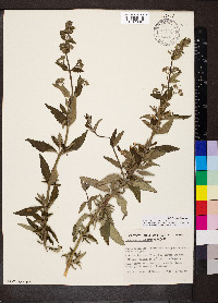 Teucrium corymbosum image