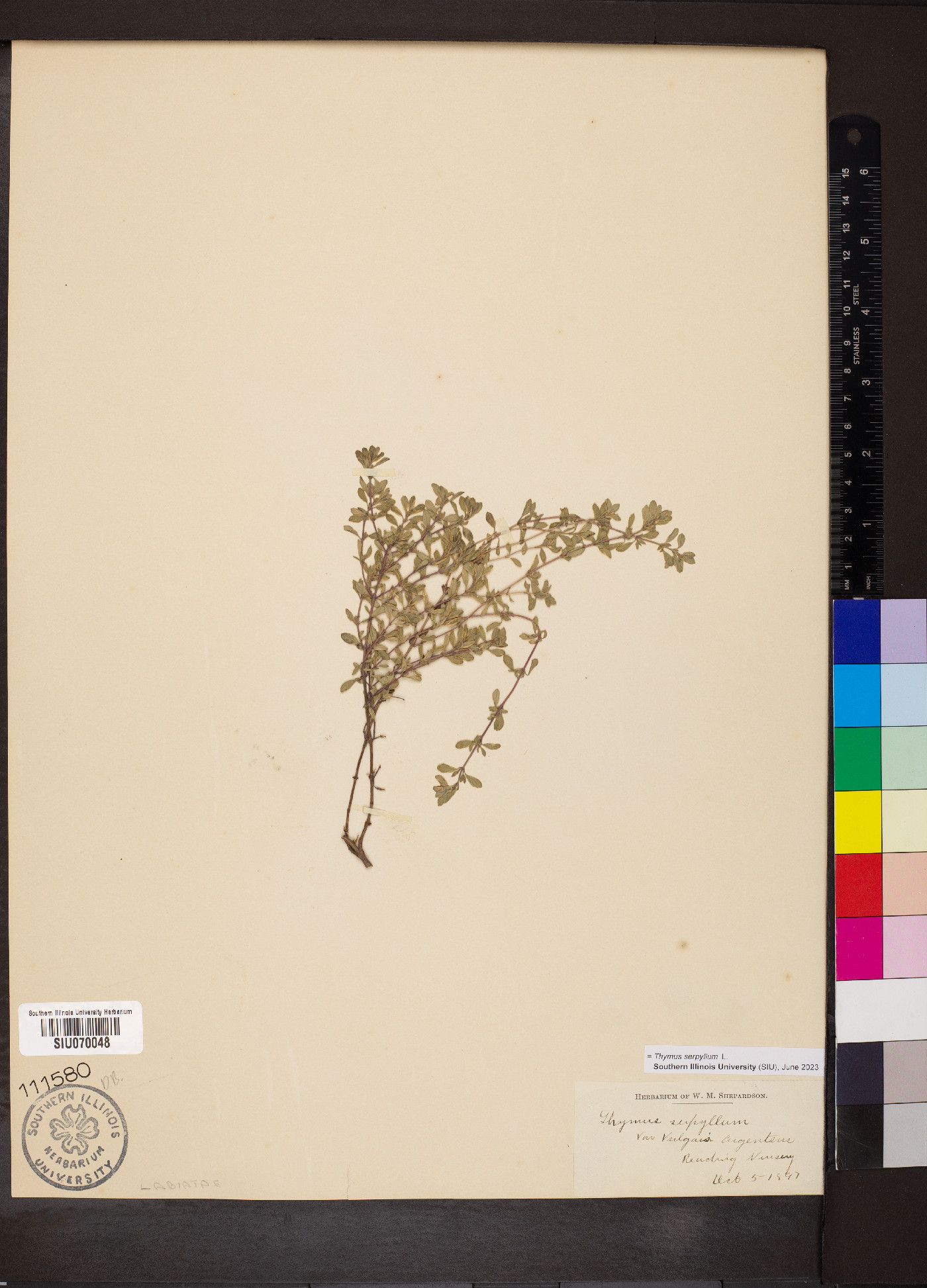 Thymus serpyllum image