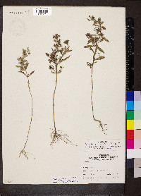 Trichostema coeruleum image