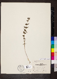 Trichostema coeruleum image