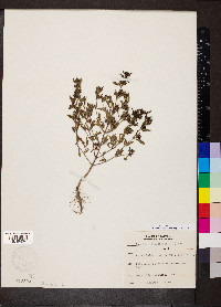 Trichostema coeruleum image