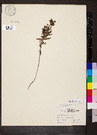 Trichostema coeruleum image