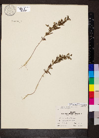 Trichostema coeruleum image