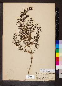 Trichostema coeruleum image