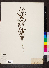 Trichostema dichotomum image