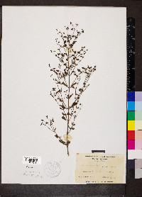 Trichostema dichotomum image