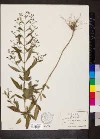 Trichostema dichotomum image