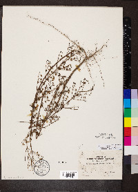 Trichostema suffrutescens image