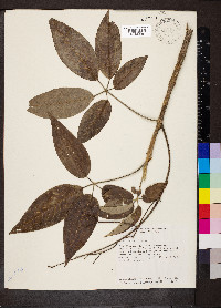 Vitex gaumeri image