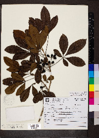 Vitex megapotamica image