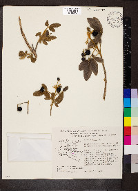 Vitex mollis image